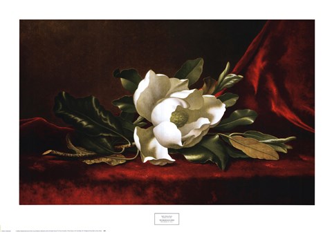 Framed Magnolia Flower Print