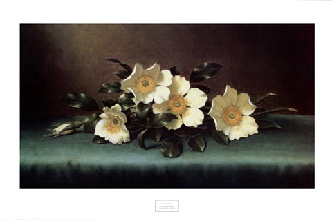 Framed Four Cherokee Roses Print