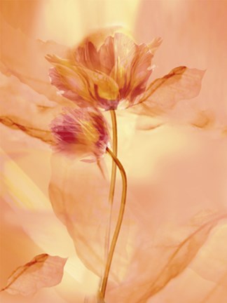 Framed Transparence VII Print