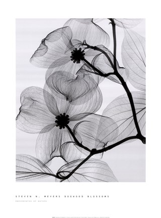 Framed Dogwood Blossoms Print