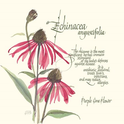 Framed Echinacea Print