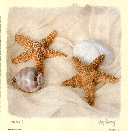 Framed Shells III Print