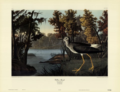 Framed Yellow Shank Print