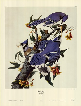 Framed Blue Jay Print