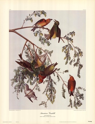 Framed American Crossbill Print