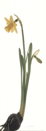 Framed Daffodil Print