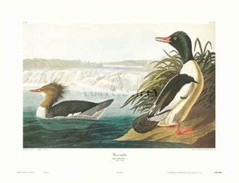 Framed Goosander Print