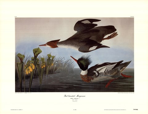 Framed Red Breasted Merganser Print