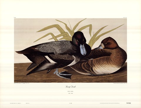 Framed Scaup Duck Print