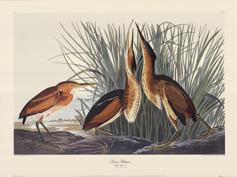 Framed Least Bittern Print
