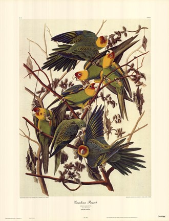 Framed Carolina Parrot Print
