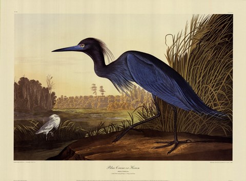Framed Blue Crane Or Heron Print
