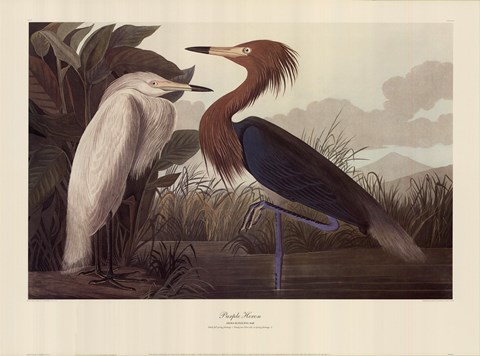 Framed Purple Heron Print
