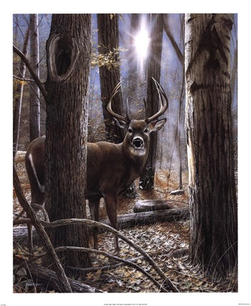 Framed Woodland Sentry Print