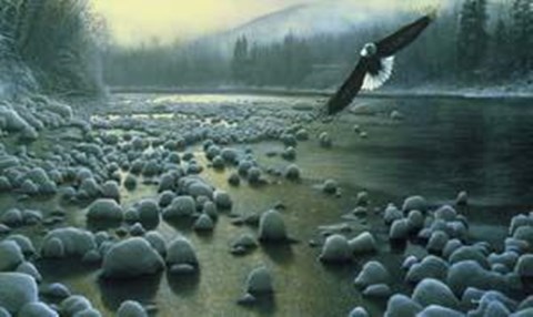 Framed Eagle Over Water Print