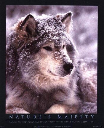 Framed Timber Wolf Print