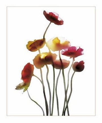 Framed Poppies Print