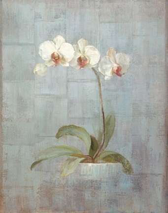 Framed Elegant Orchids II Print