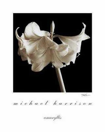 Framed Amaryllis Print