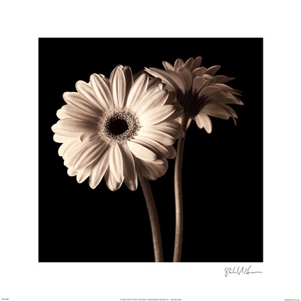 Framed Gerber Daisies I Print