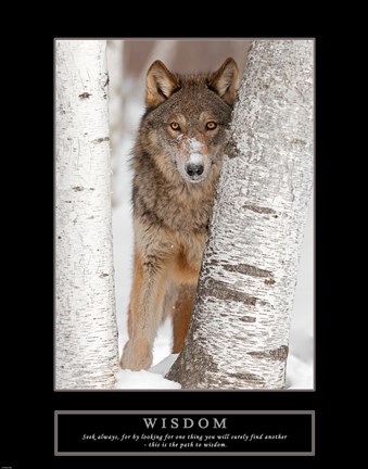 Framed Wisdom - Gray Wolf Print