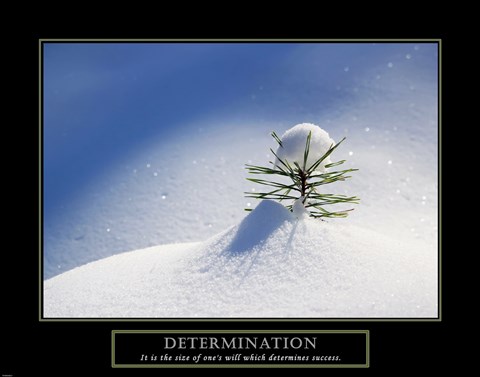 Framed Determination - Little Pine Print