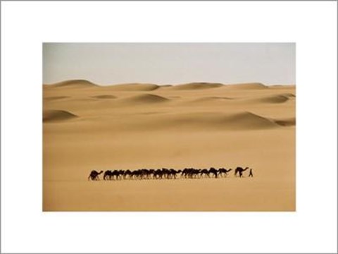 Framed Camel Train, Mauritania Print
