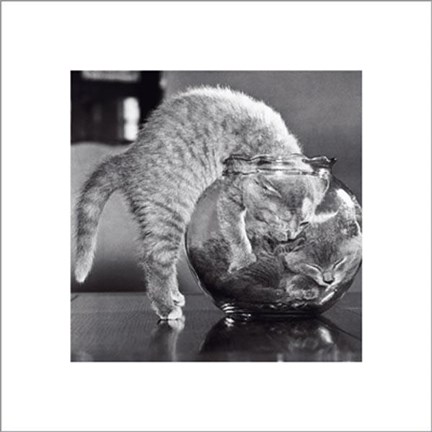 Framed Bowl Of Cats Print