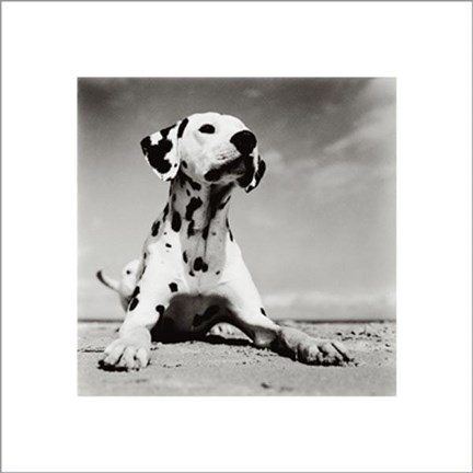 Framed Dalmation Puppy Print