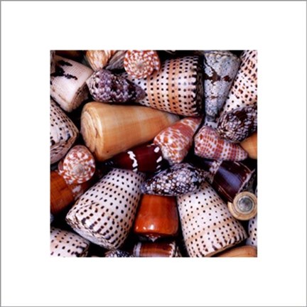 Framed Cone Shells Print