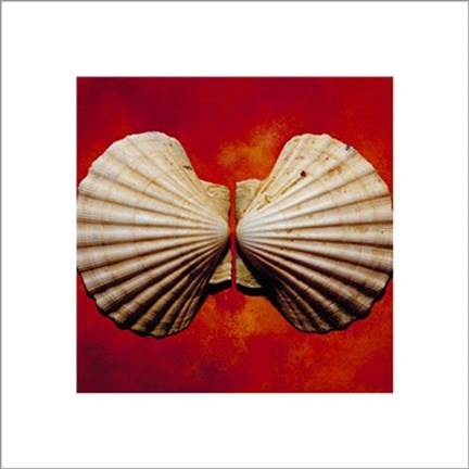 Framed Sea Shells Print