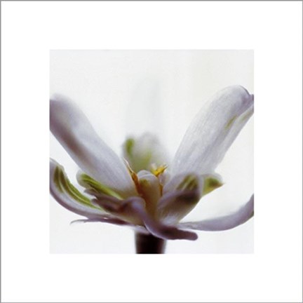 Framed White Flower Print