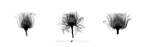 Framed X-Ray Rose Triptych Print