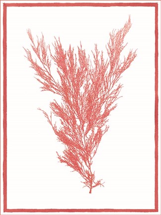 Framed Sea Things II Print