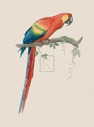 Framed Aca Aracanga Print