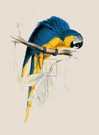 Framed Blue and Yellow Maccaw Print
