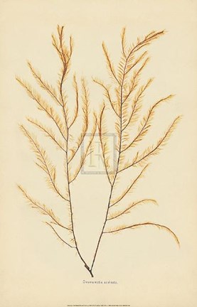 Framed Desmarestia Aculeata Print