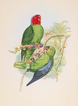 Framed Geoffroyius Timorlaoensis Print