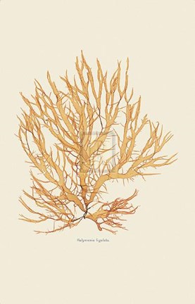 Framed Halymenia Ligulata Print