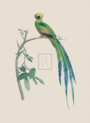 Framed Le Couroucou Resplendissant Print