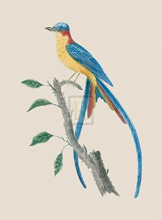 Framed Le Tyian Savana Print