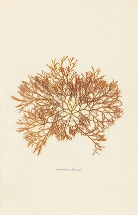 Framed Lomentaria Articolata Print