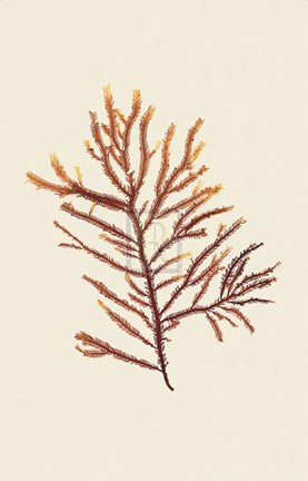 Framed Phacelocarfius Print