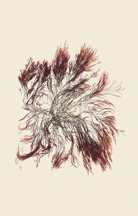 Framed Polysipliunin Veriagate Print