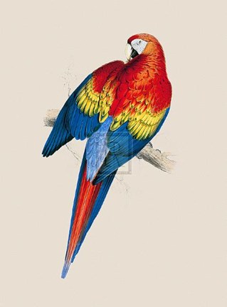 Framed Red and Yellow Maccaw Print