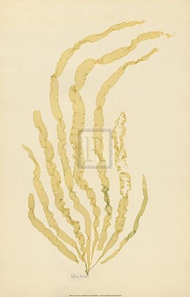 Framed Ulva Linza Print