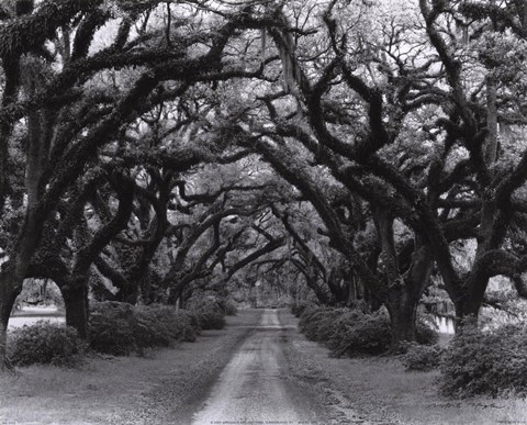 Framed Path In The Oaks #2, Louisiana Print