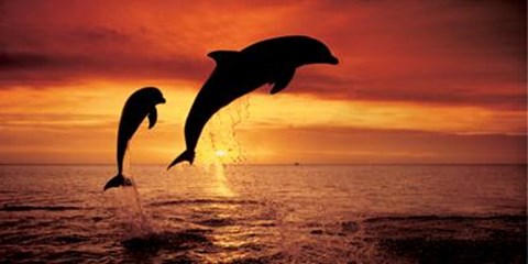 Framed Bottlenose Dolphins, The Caribbean Print