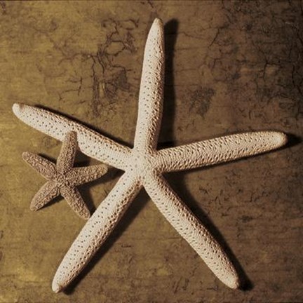 Framed Starfish Print