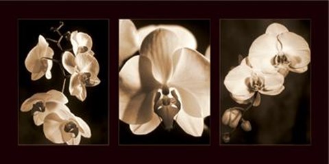 Framed Orchid Trio Print